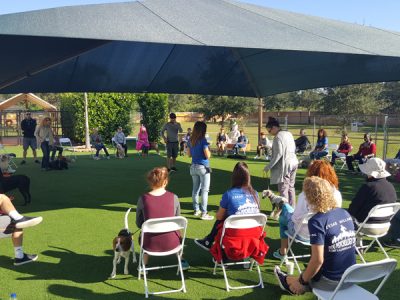A dog training session