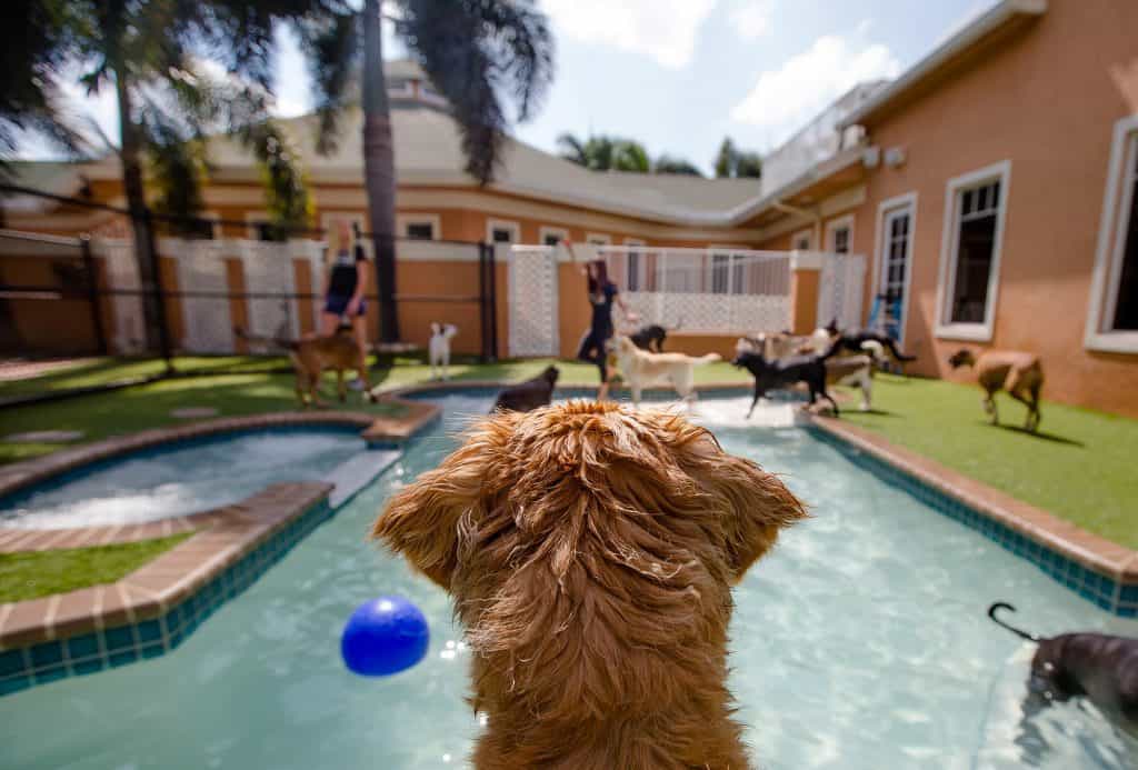 Dog watching pool playtime during daycare at Country Inn Pet Resort View from behind a shaggy dog watching other dogs play near a blue ball in the pool during daycare at the pet resort