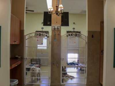Two dogs laying down in their kennels