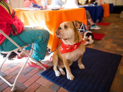 A tan and white English bull dog looking lovingly up at his owner