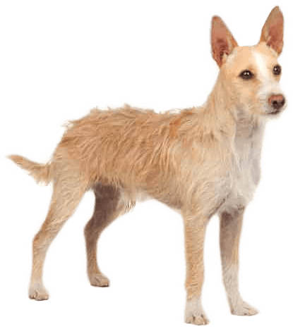 A small beige wire-haired dog