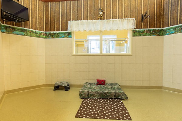 Inside one of the VIP pet accommodations. The space is very large with a bed, window and bowls. It is decorated like a cabin