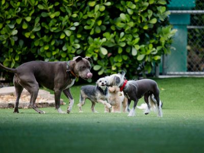 A group of four dogs playing together