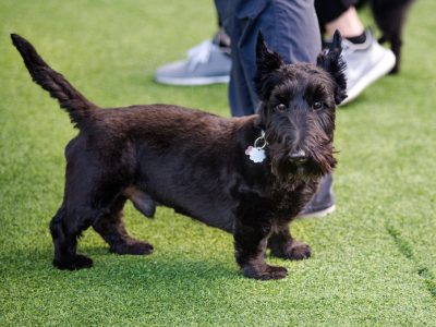 A small black Scottish Terrier