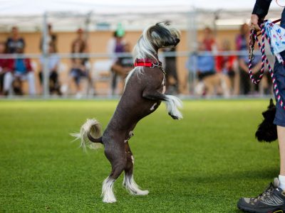 A Chinese Crested Dog standing on his hind legs while being trained