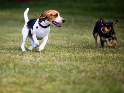 A black, white and tan Beagle running next to a small black and tan dog through the grass