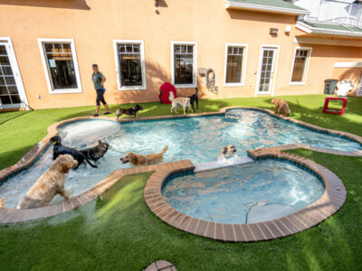 Bone-Pool