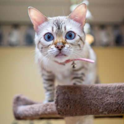KoupleKitties-1