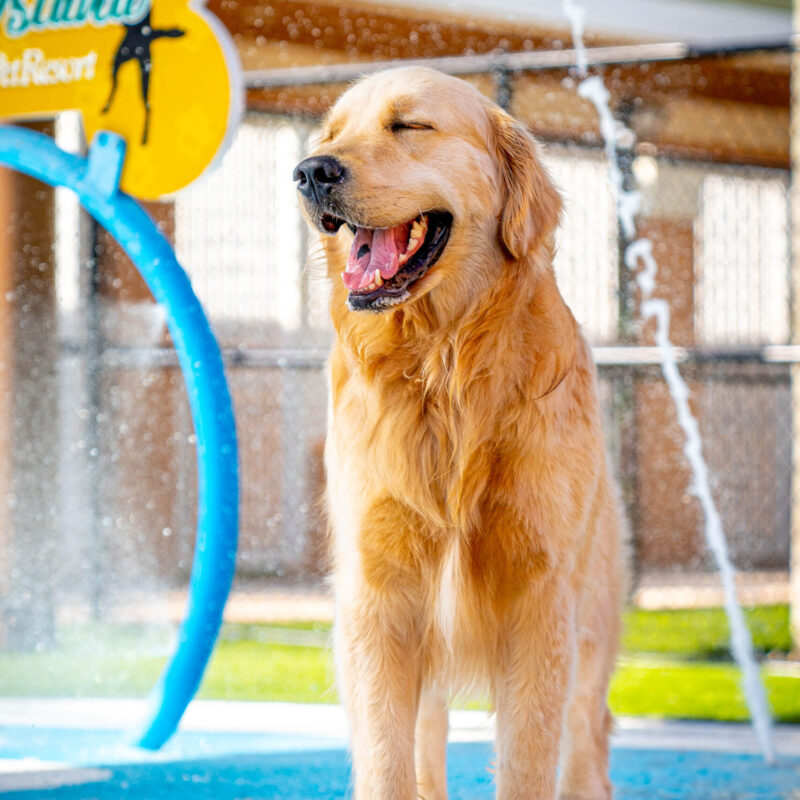 Splash 2